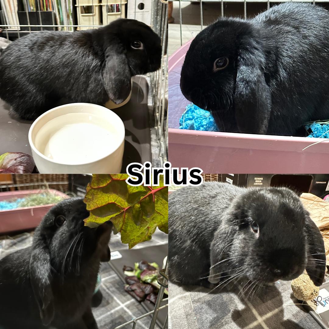 Sirius, ADOPTABLE, Young Male Mini Lop.