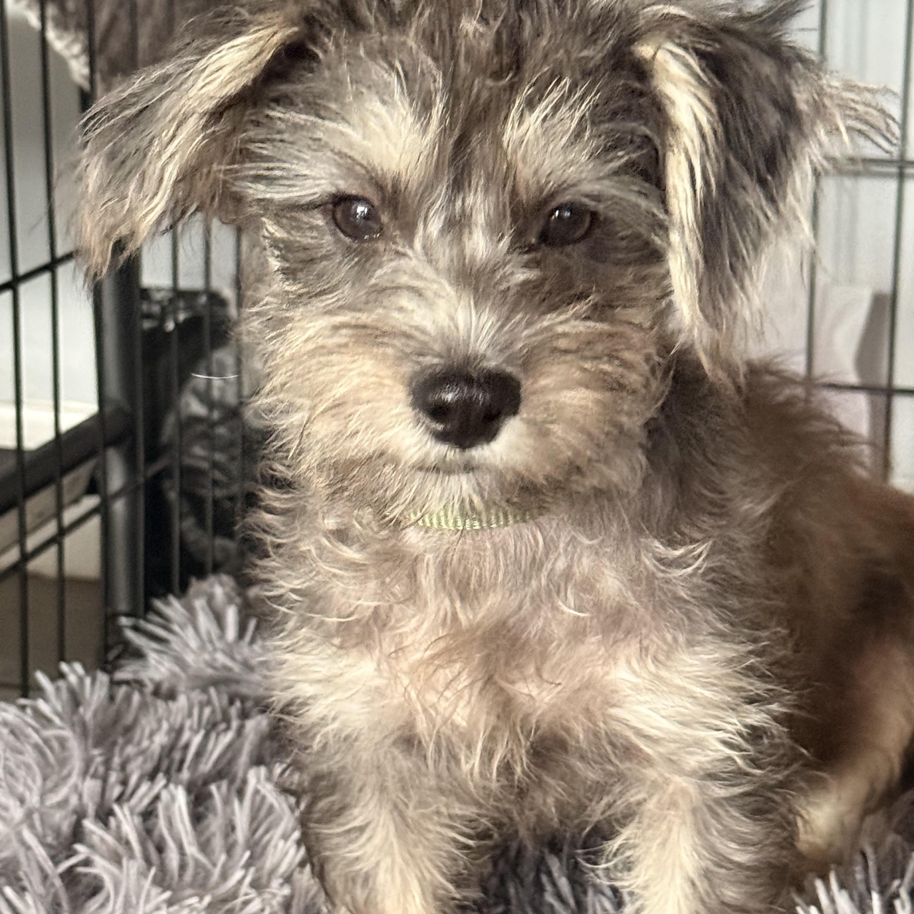 Enlarge Maverick, a Adopted mixed breed in Phoenix, AZ image 4/5