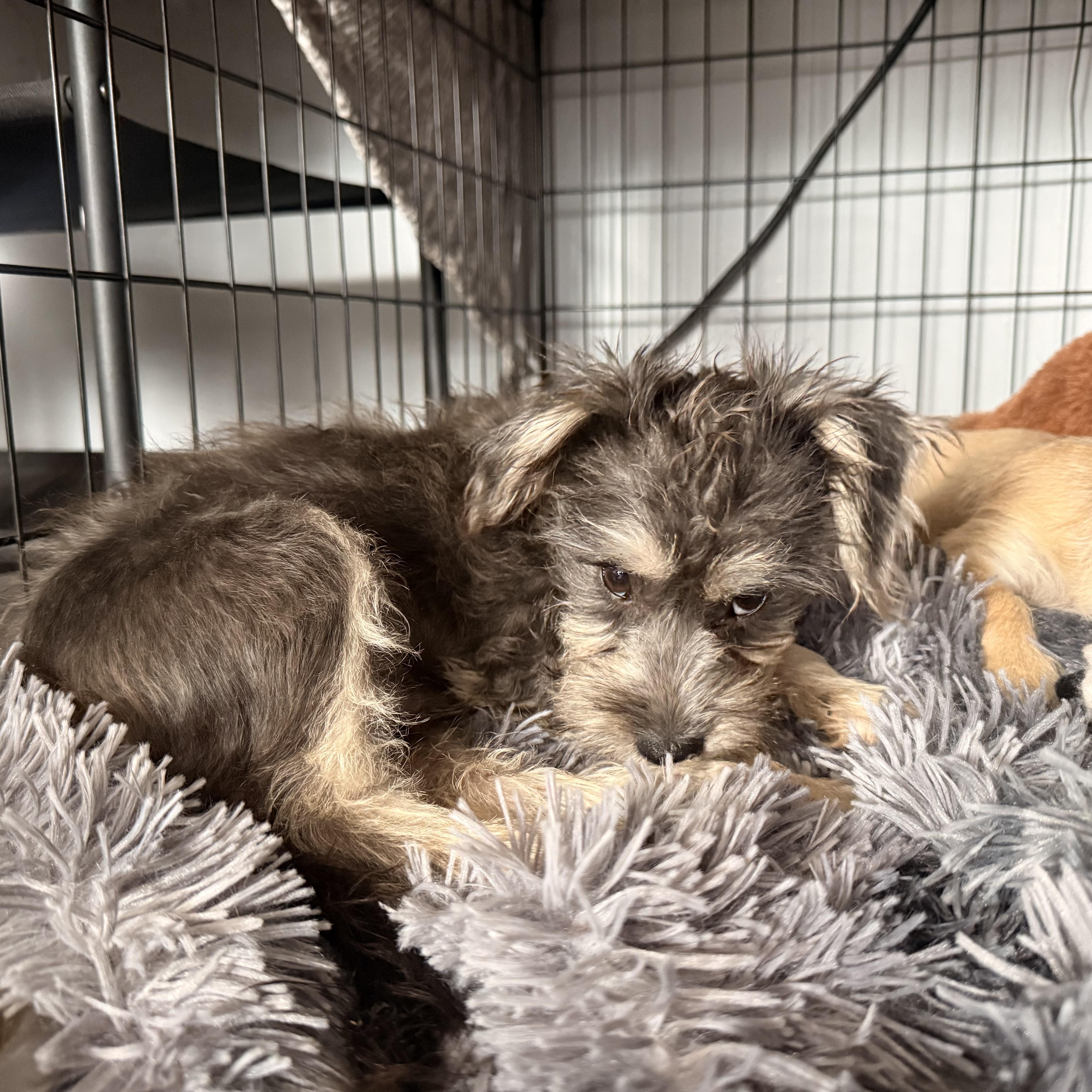 Enlarge Maverick, a Adopted mixed breed in Phoenix, AZ image 5/5