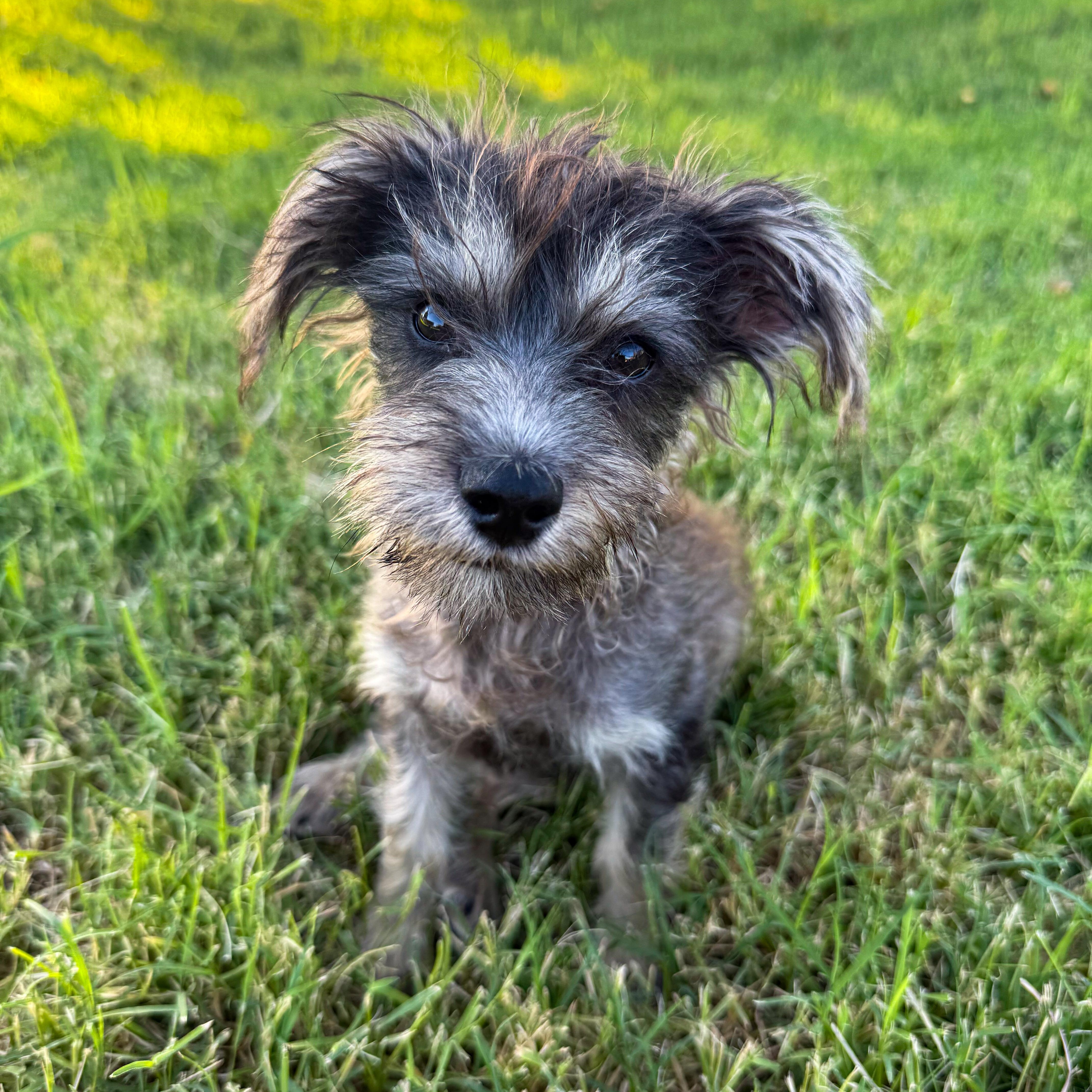 Maverick, Adopted, Puppy Male Terrier & Schnauzer.