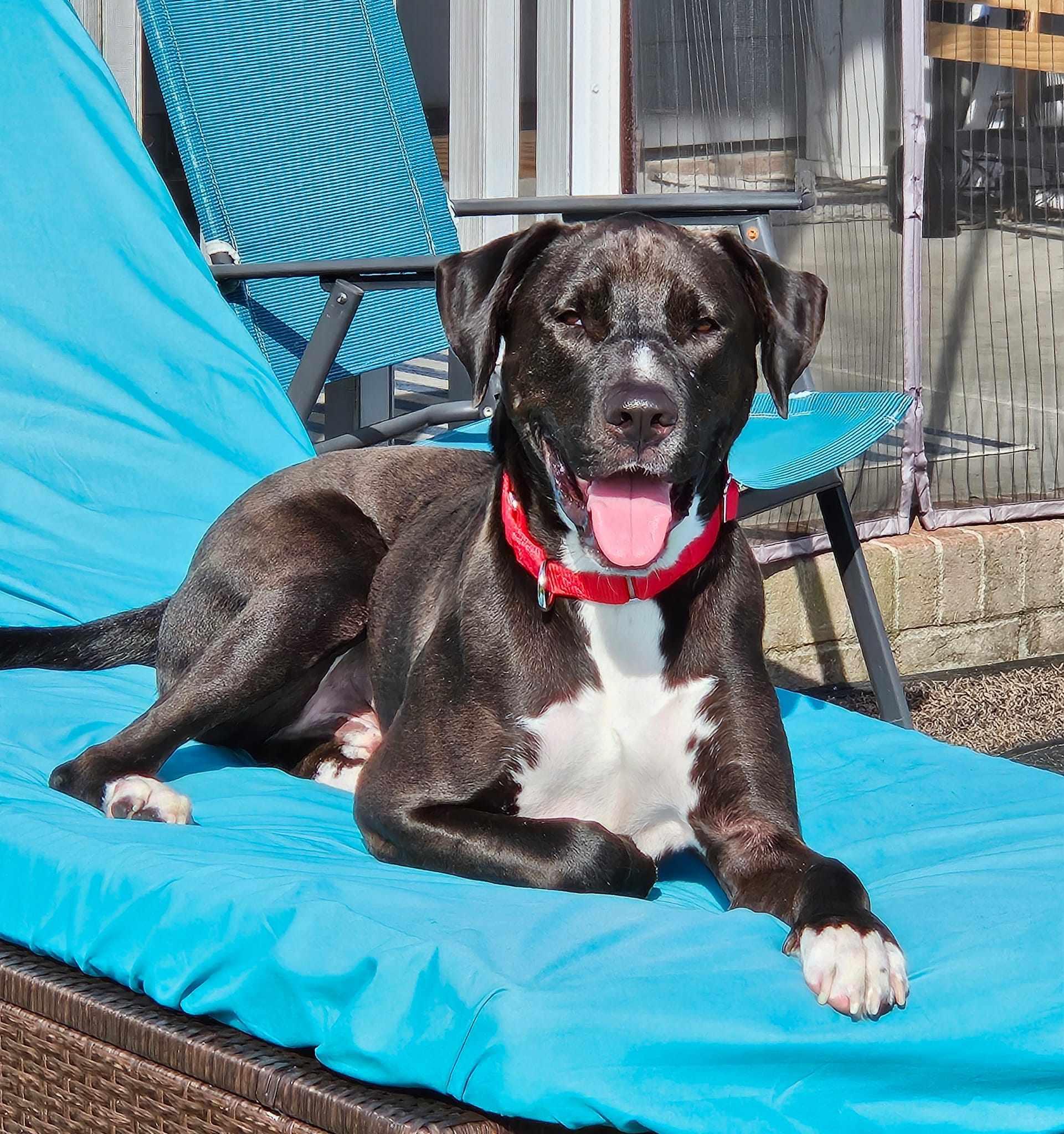 Moose, Young Male Black Labrador Retriever