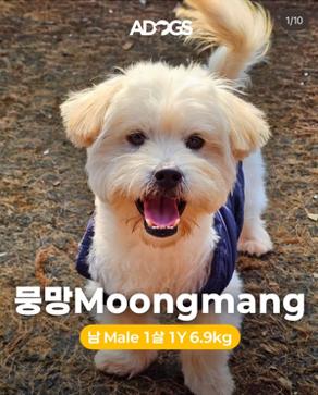 MOONGMANG, Adoptable, Puppy Male Havanese & Wheaten Terrier.