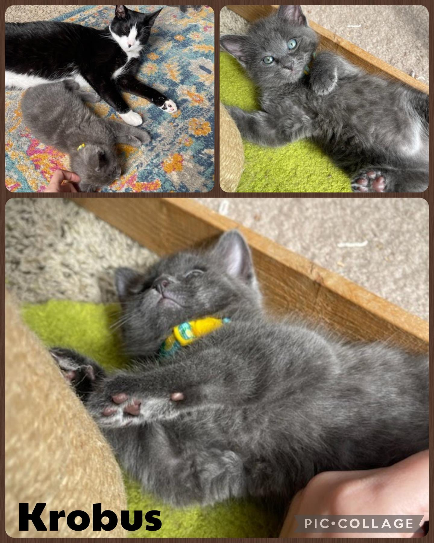 Krobus, adopted, Kitten Male Domestic Short Hair.
