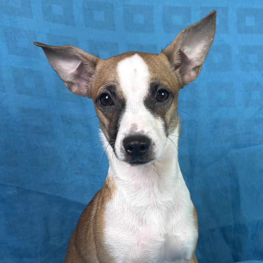 Toffee, ADOPTABLE, Young Female Chihuahua & Rat Terrier.