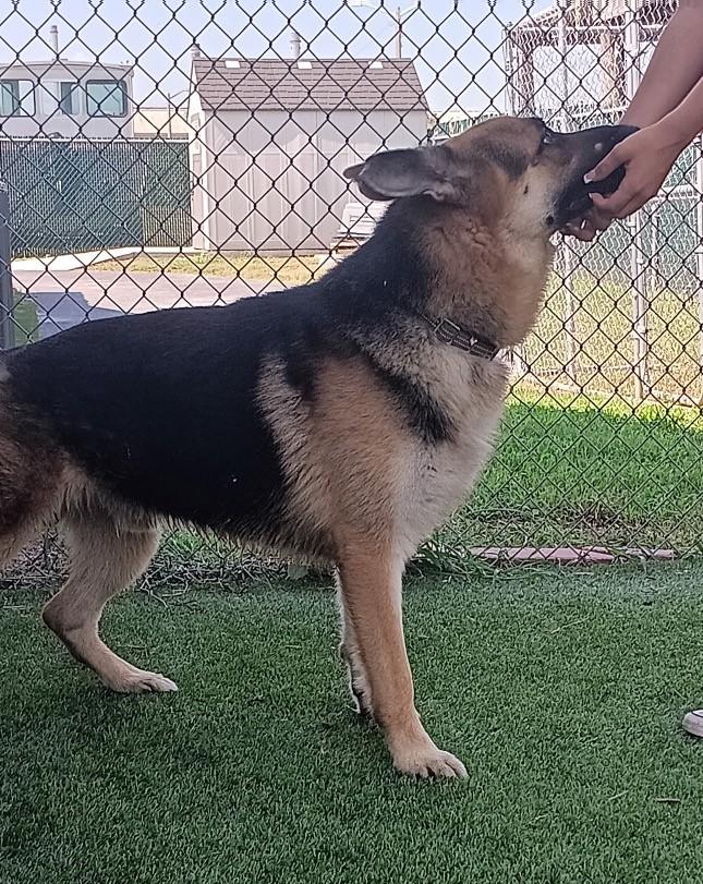 Shazam, ADOPTABLE, Adult Male German Shepherd Dog.