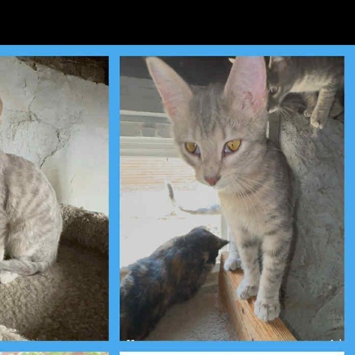 Enlarge Quinn, a ADOPTABLE Domestic Short Hair in Webster City, IA image 1/1