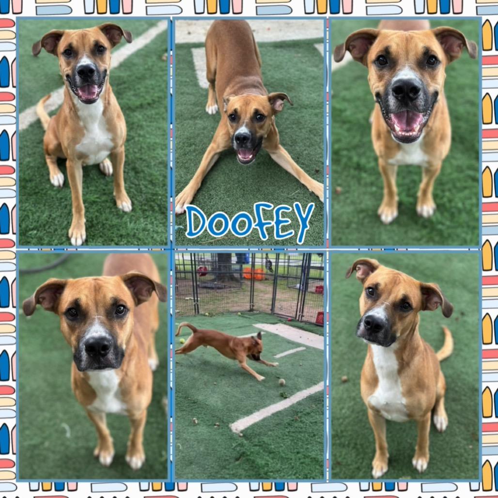 Doofey, Adoptable, Adult Male Boxer.