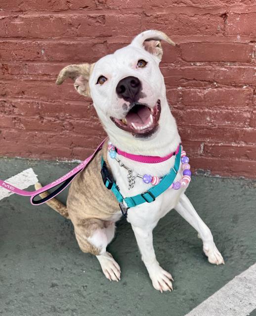 Enlarge CASSIE, a Adoptable mixed breed in San Francisco, CA image 1/1