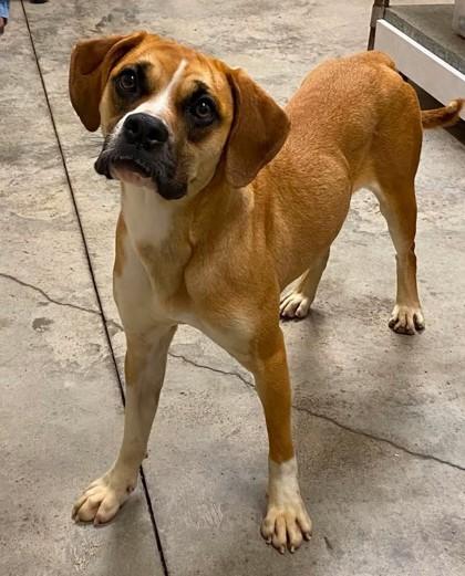 Enlarge Sweet pickle, a Adoptable mixed breed in Lampasas, TX image 1/2
