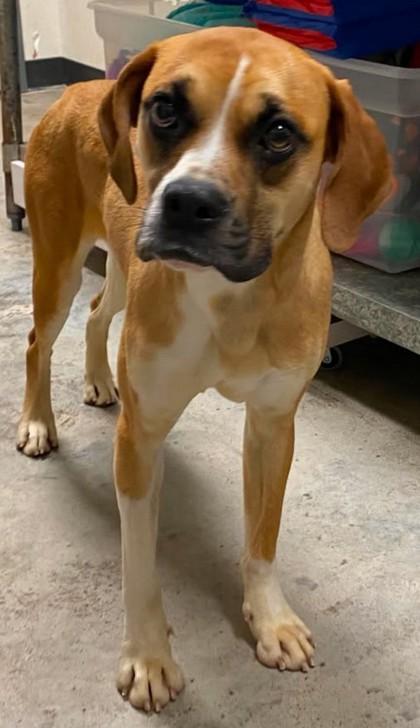 Enlarge Sweet pickle, a Adoptable mixed breed in Lampasas, TX image 2/2