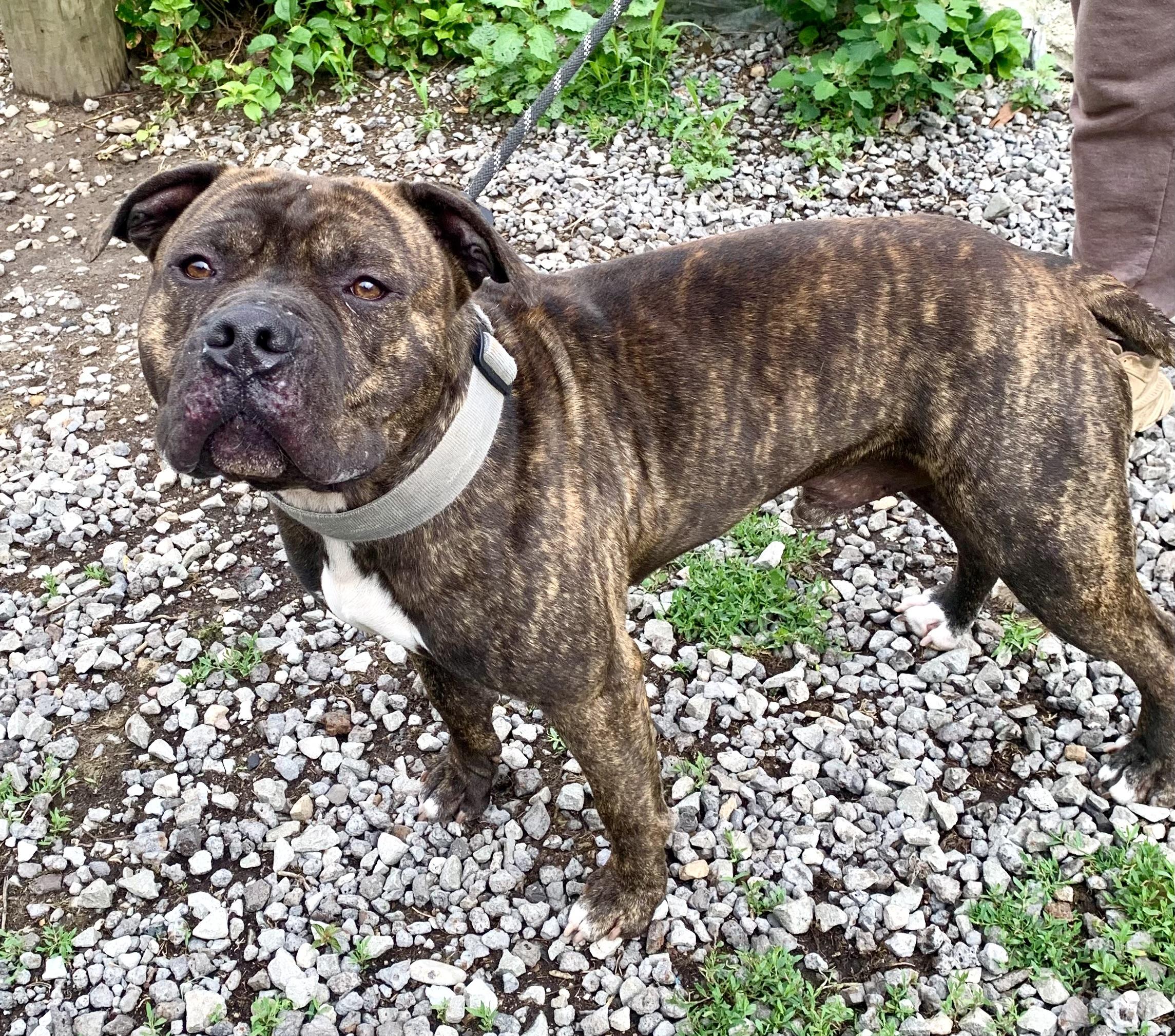 Milo, a ADOPTABLE American Staffordshire Terrier in McKeesport, PA image 2/5