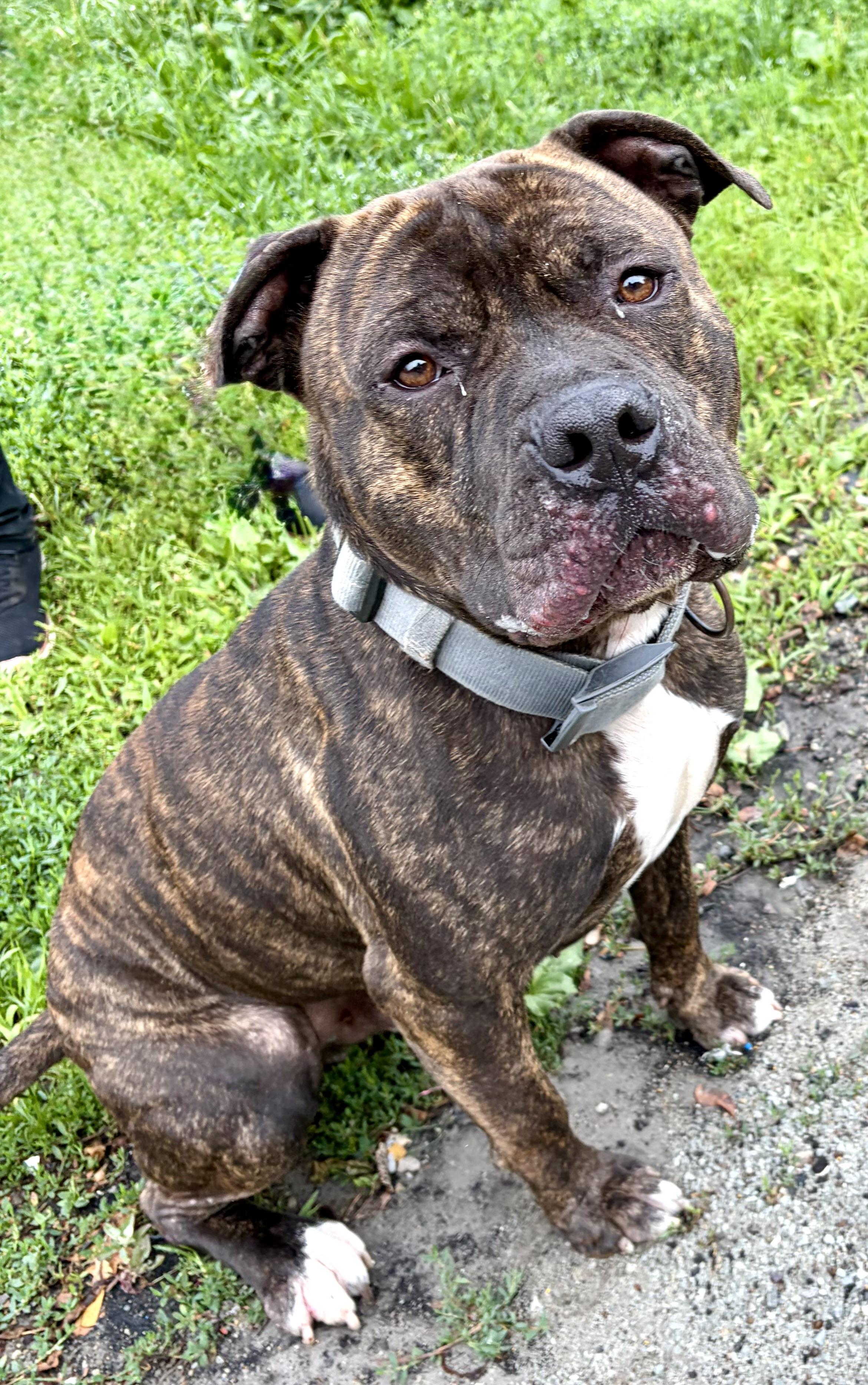 Milo, a ADOPTABLE American Staffordshire Terrier in McKeesport, PA image 5/6
