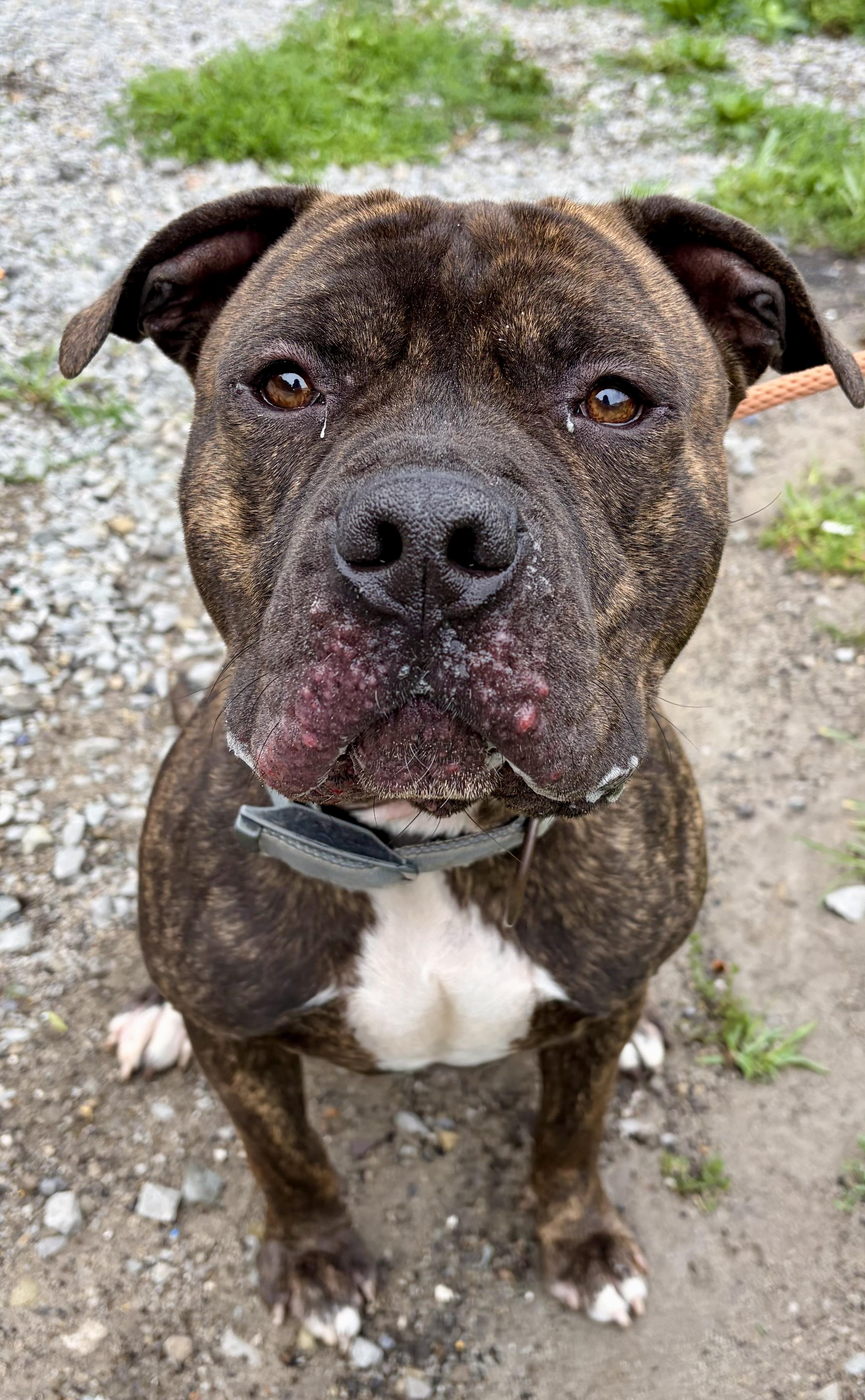 Milo, a ADOPTABLE American Staffordshire Terrier in McKeesport, PA image 4/6