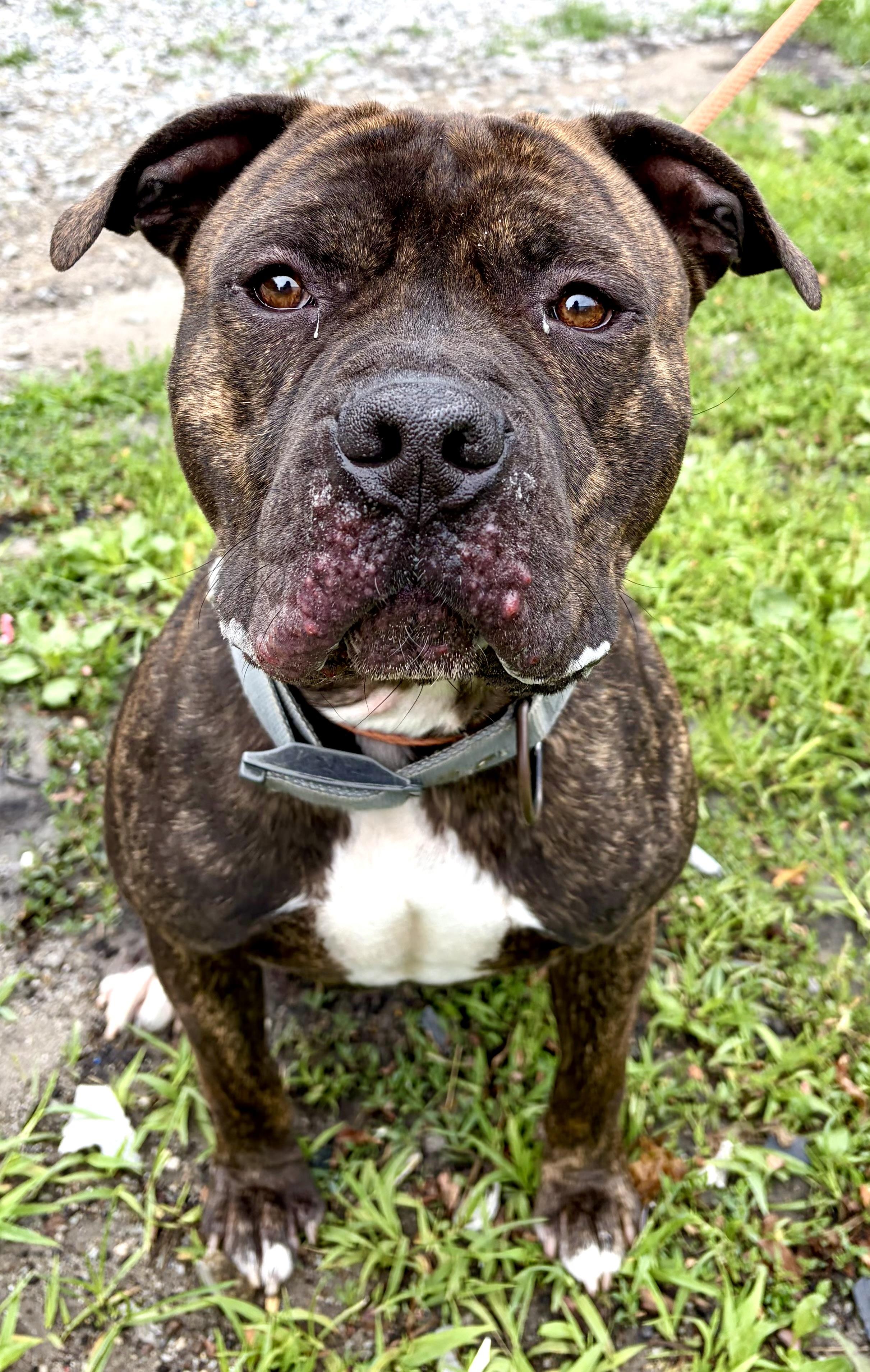 Milo, a ADOPTABLE American Staffordshire Terrier in McKeesport, PA image 2/6