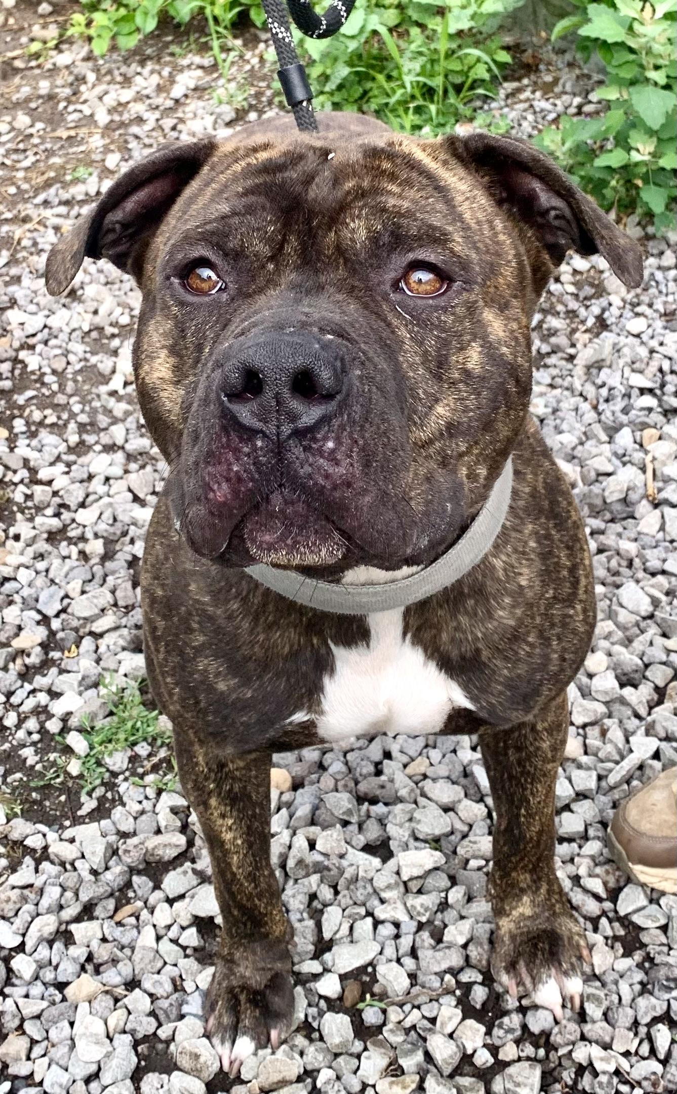 Milo, a ADOPTABLE American Staffordshire Terrier in McKeesport, PA image 1/5