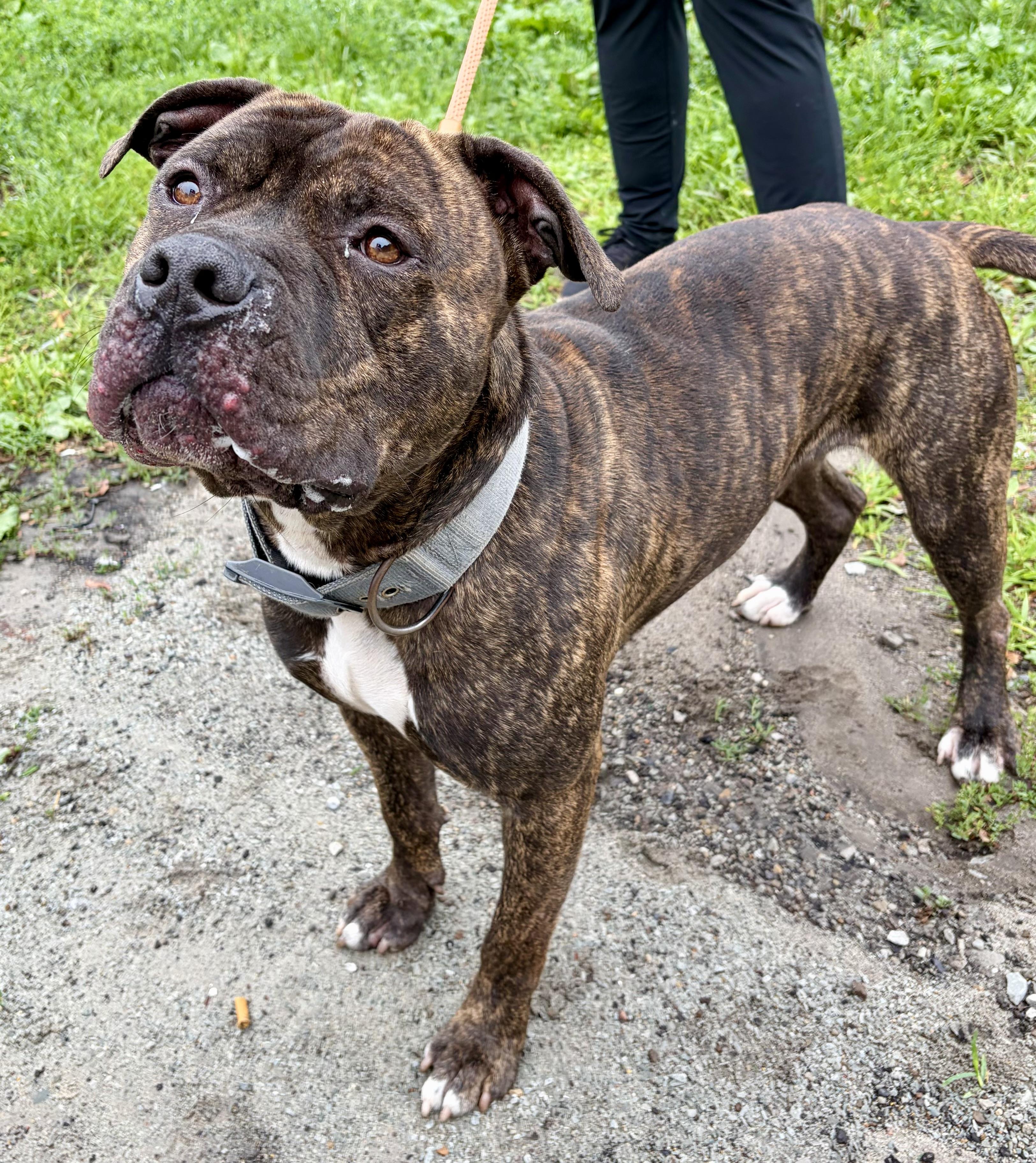 Milo, a ADOPTABLE American Staffordshire Terrier in McKeesport, PA image 6/6
