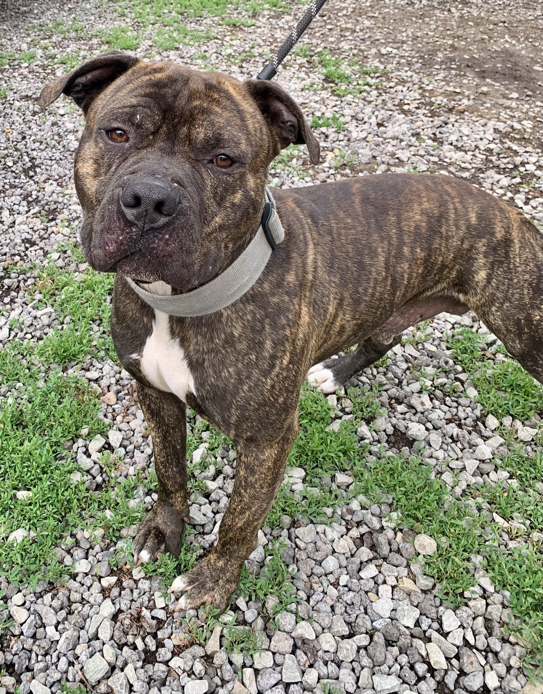 Milo, a ADOPTABLE American Staffordshire Terrier in McKeesport, PA image 3/5