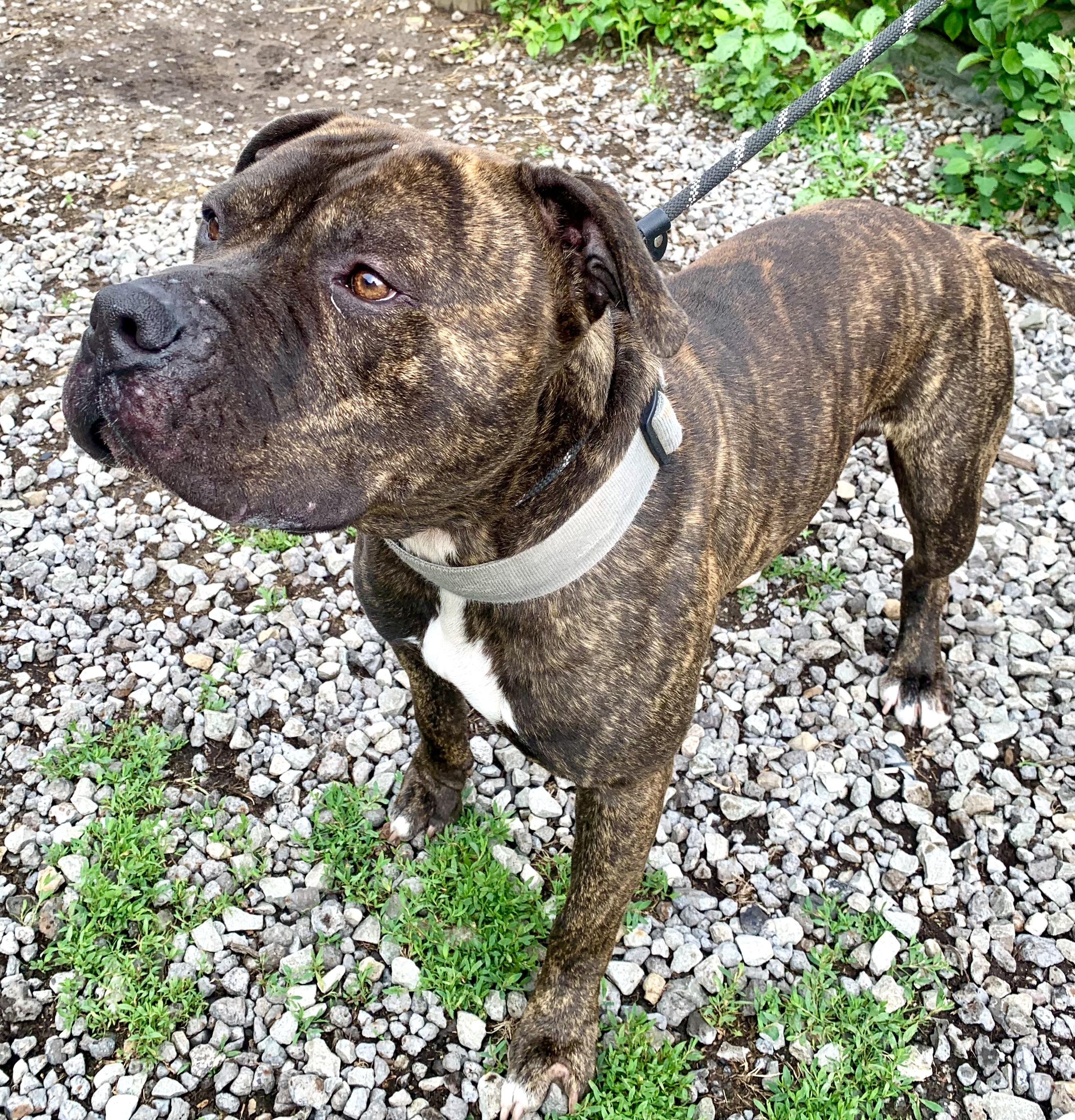 Milo, a ADOPTABLE American Staffordshire Terrier in McKeesport, PA image 4/5