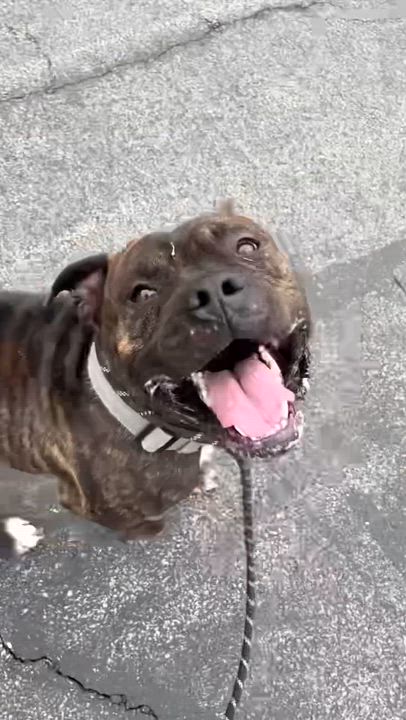 Enlarge Milo, a ADOPTABLE American Staffordshire Terrier in McKeesport, PA video 5/5
