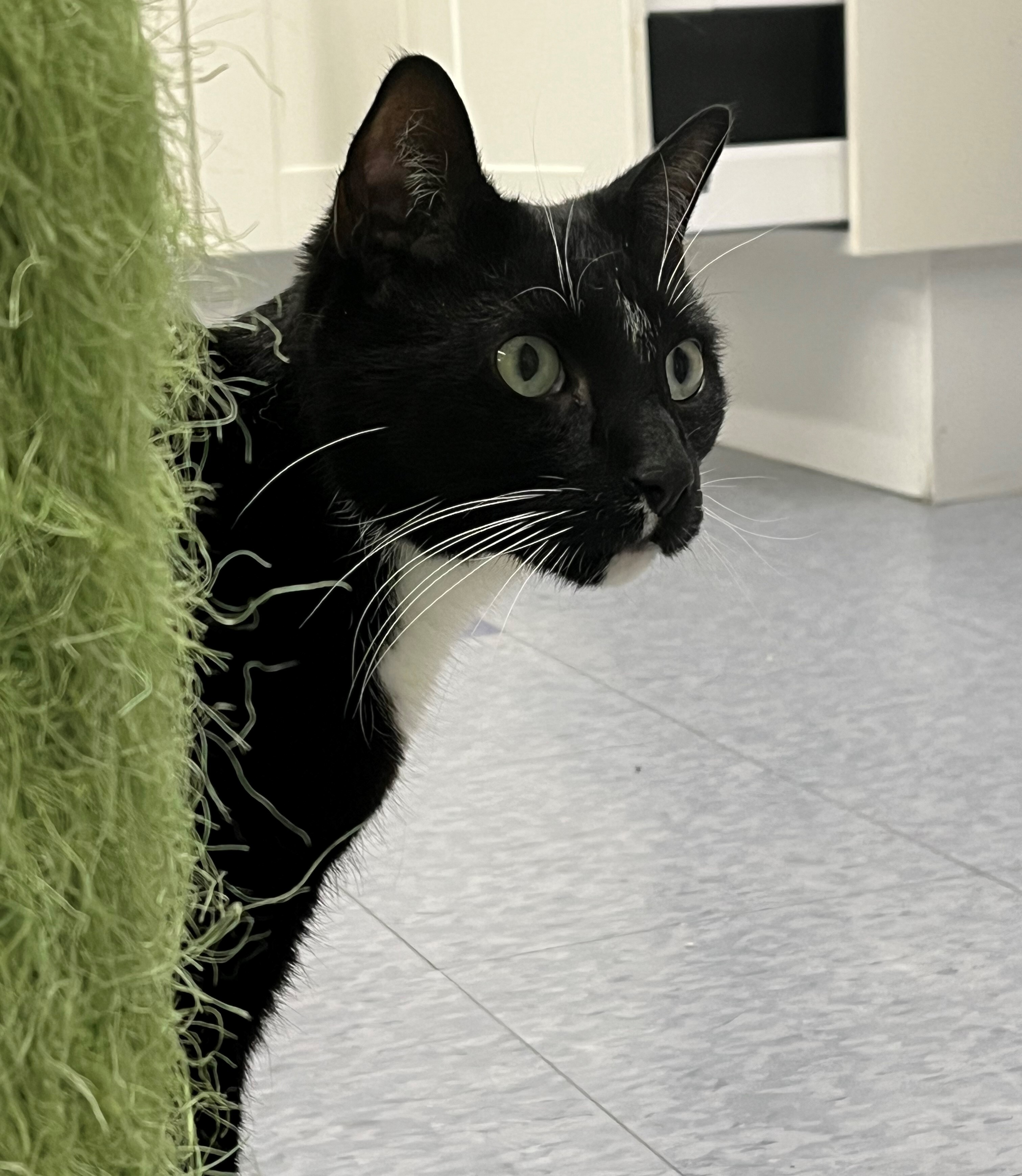 Enlarge Charlie, a Adoptable mixed breed in Harrison, NY image 3/4