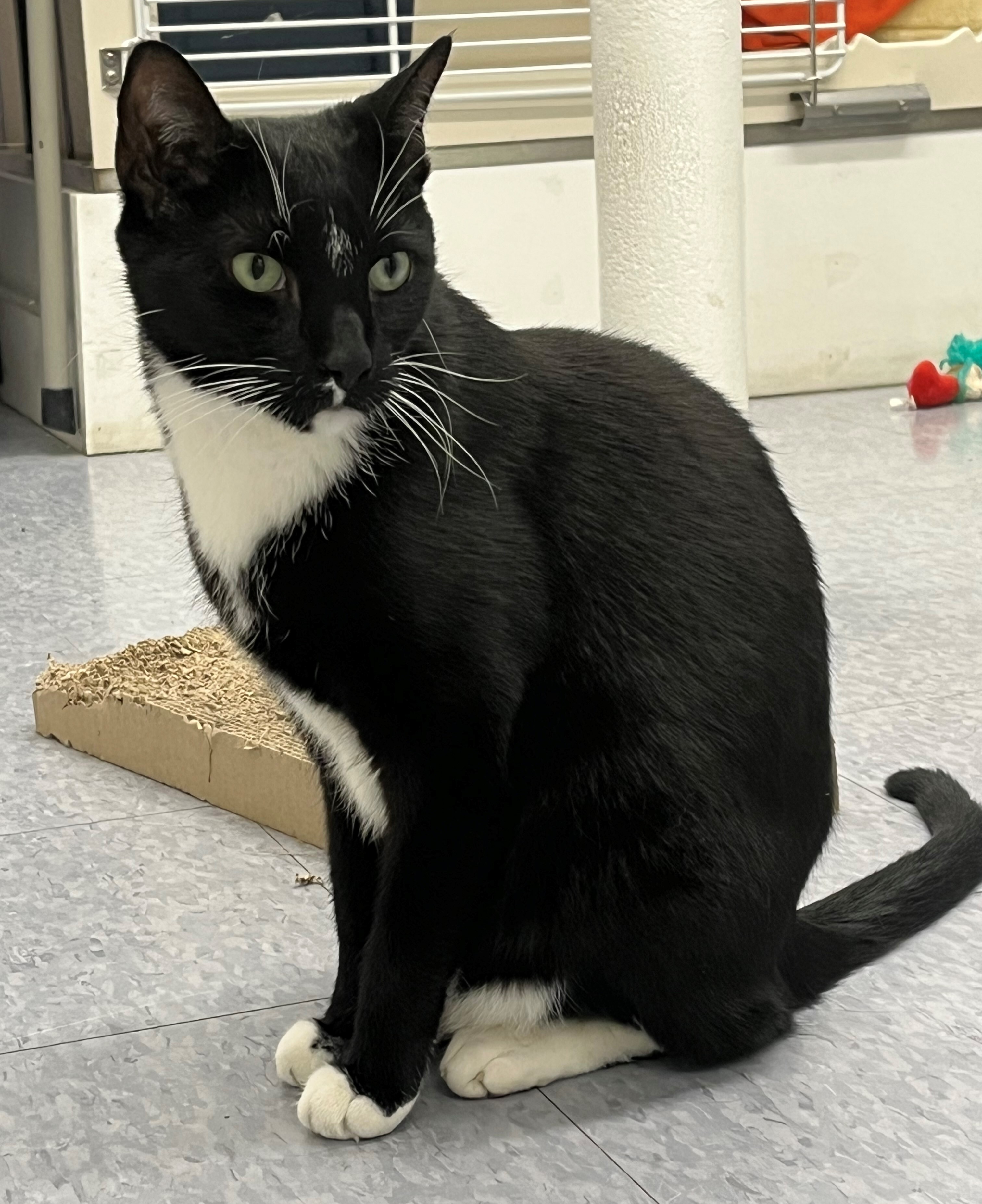 Enlarge Charlie, a Adoptable mixed breed in Harrison, NY image 2/4