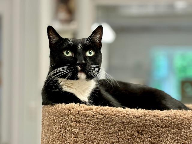 Enlarge Charlie, a Adoptable mixed breed in Harrison, NY image 1/4