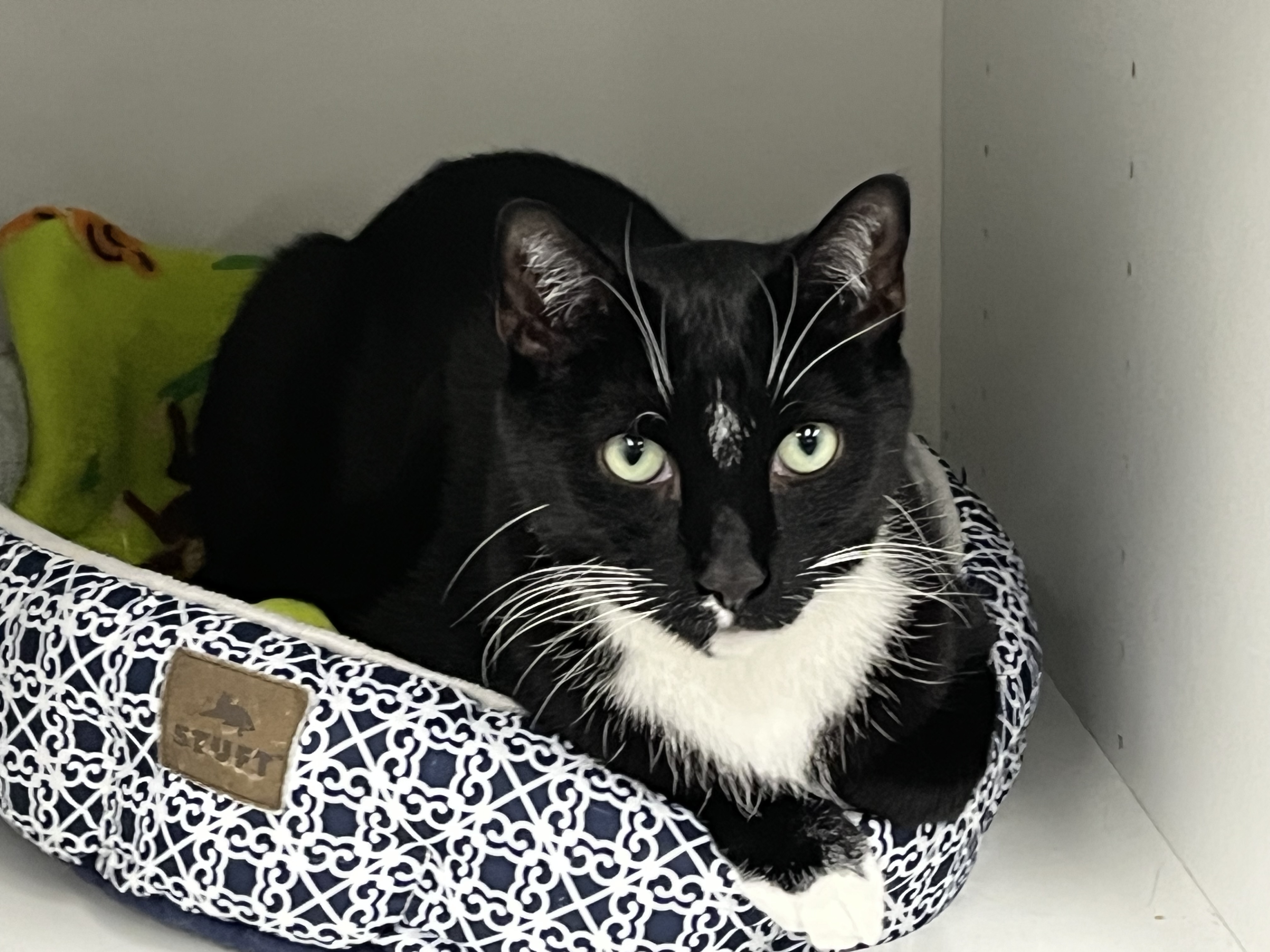 Enlarge Charlie, a Adoptable mixed breed in Harrison, NY image 4/4