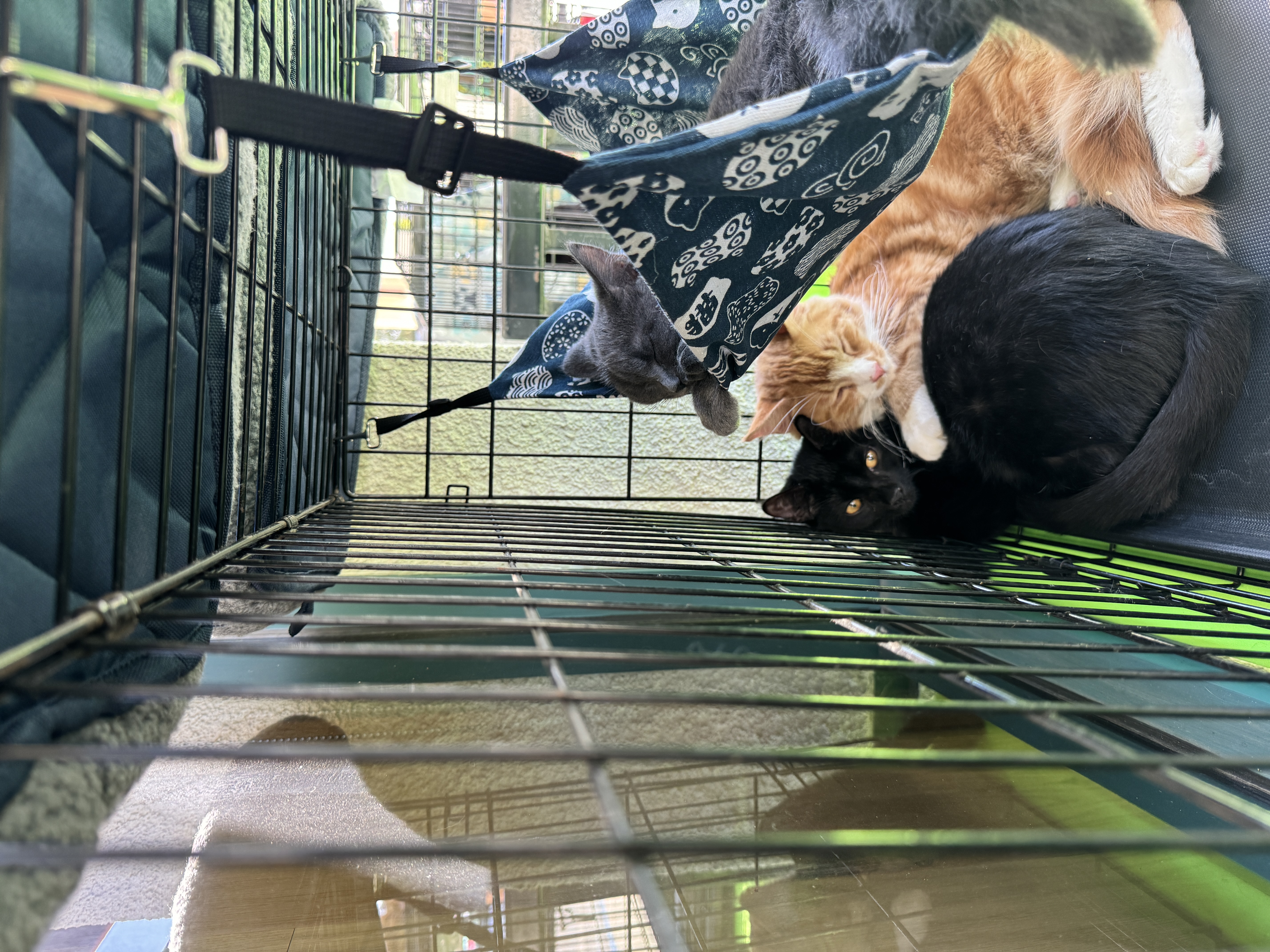 Cheezit, Adopted, Young Male Domestic Long Hair.