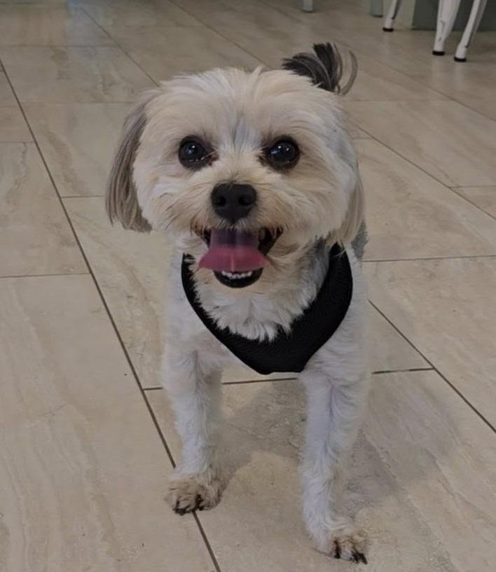 WILLOW, Adoptable, Adult Male Yorkshire Terrier.