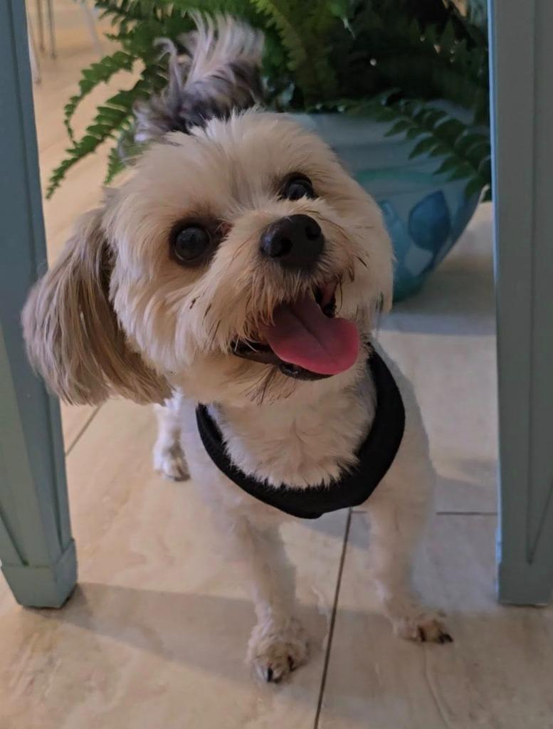 Enlarge WILLOW, a Adoptable Yorkshire Terrier in Palm City, FL image 2/4