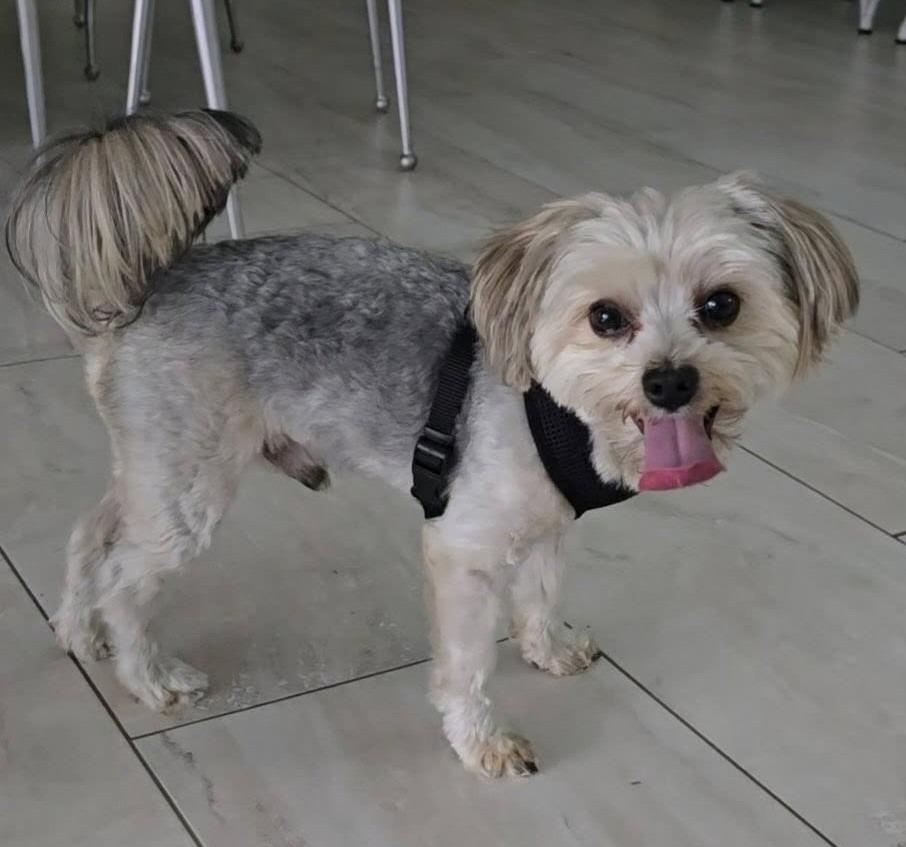 Enlarge WILLOW, a Adoptable Yorkshire Terrier in Palm City, FL image 3/4