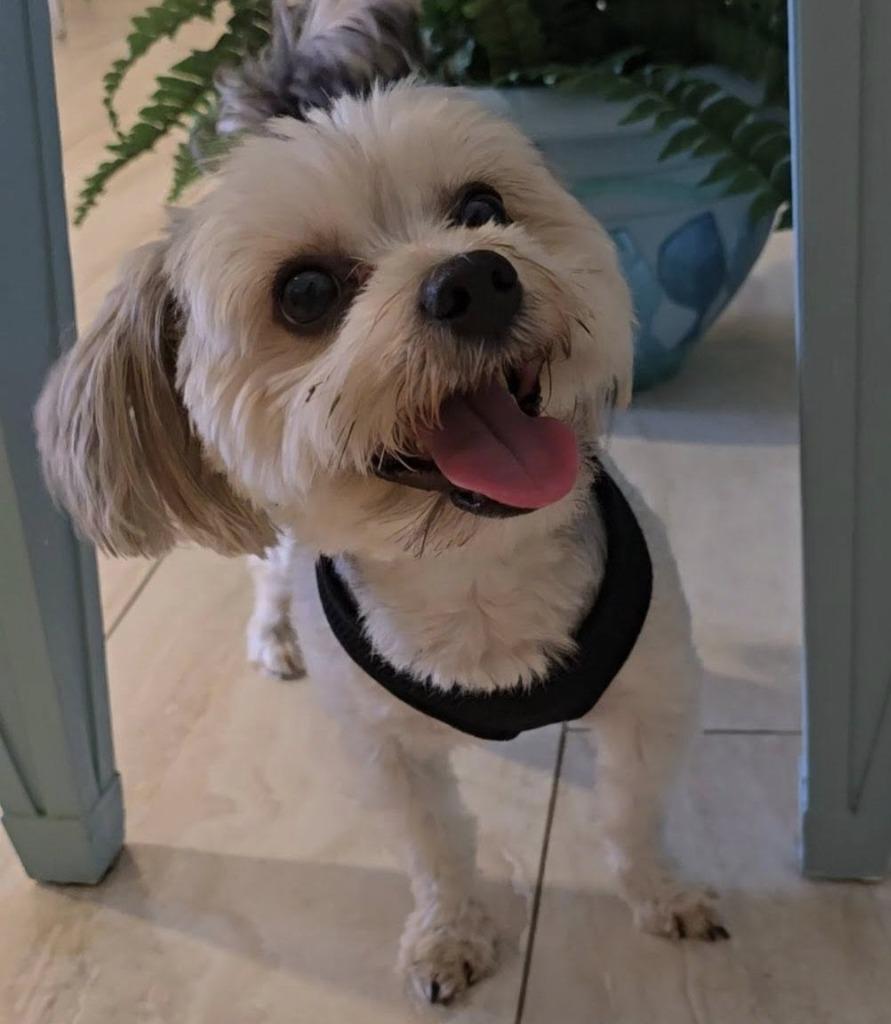 Enlarge WILLOW, a Adoptable Yorkshire Terrier in Palm City, FL image 4/4