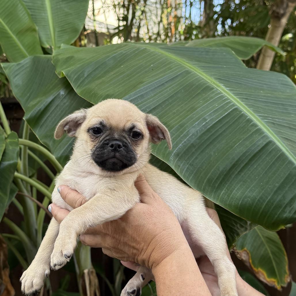 Rolex Rover, Adoptable, Puppy Male Pug.