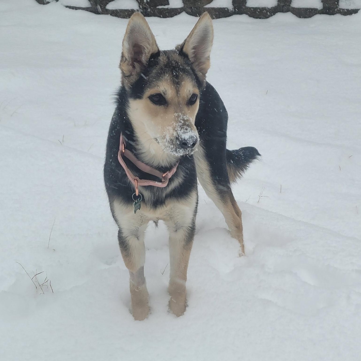 Clover, a ADOPTABLE mixed breed in Charlotte, NC image 4/5
