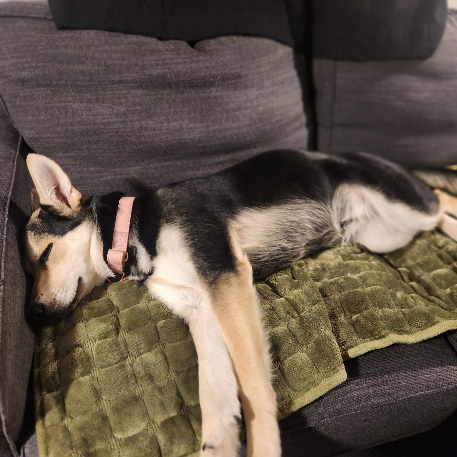 Clover, a ADOPTABLE mixed breed in Charlotte, NC image 5/5