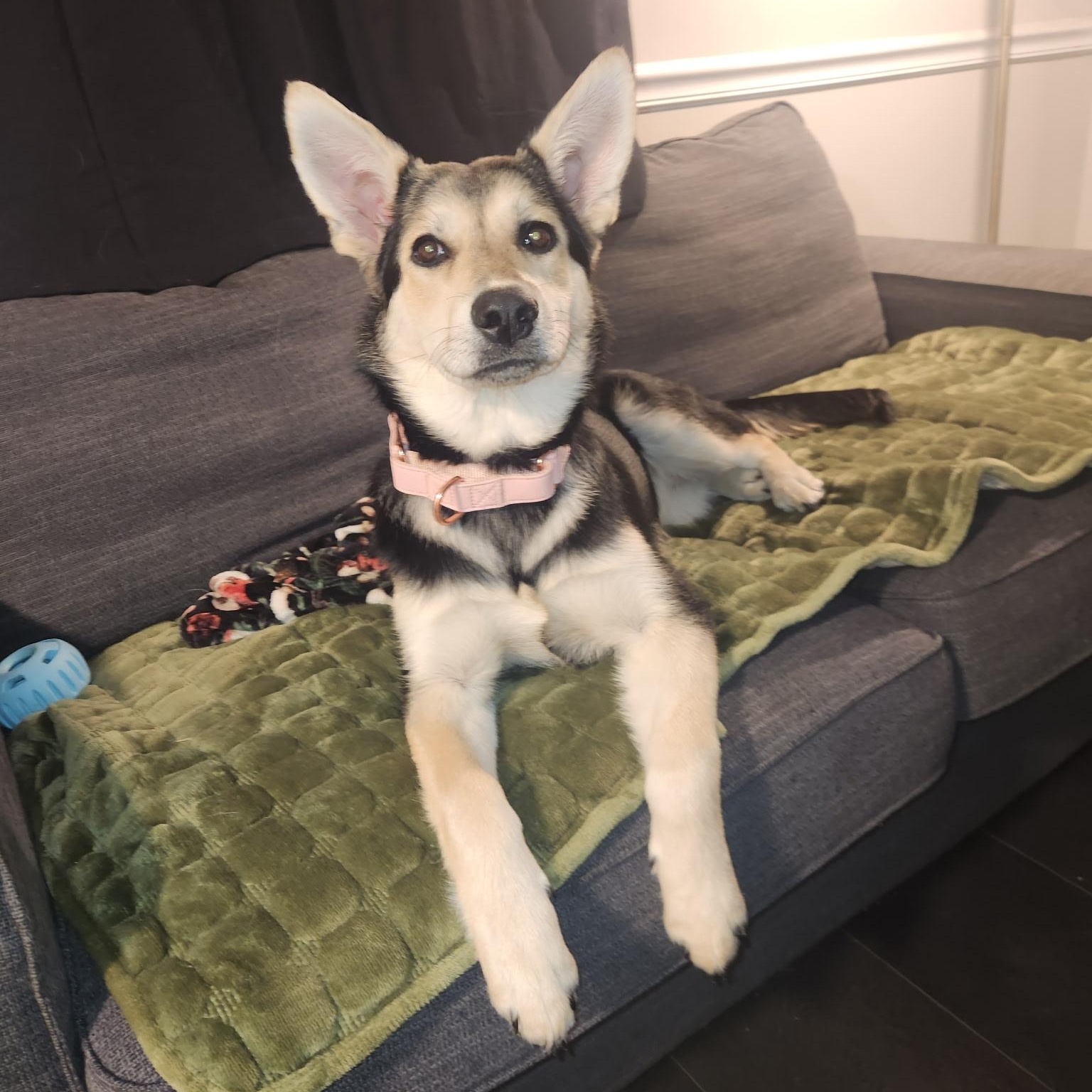 Clover, a ADOPTABLE mixed breed in Charlotte, NC image 3/5