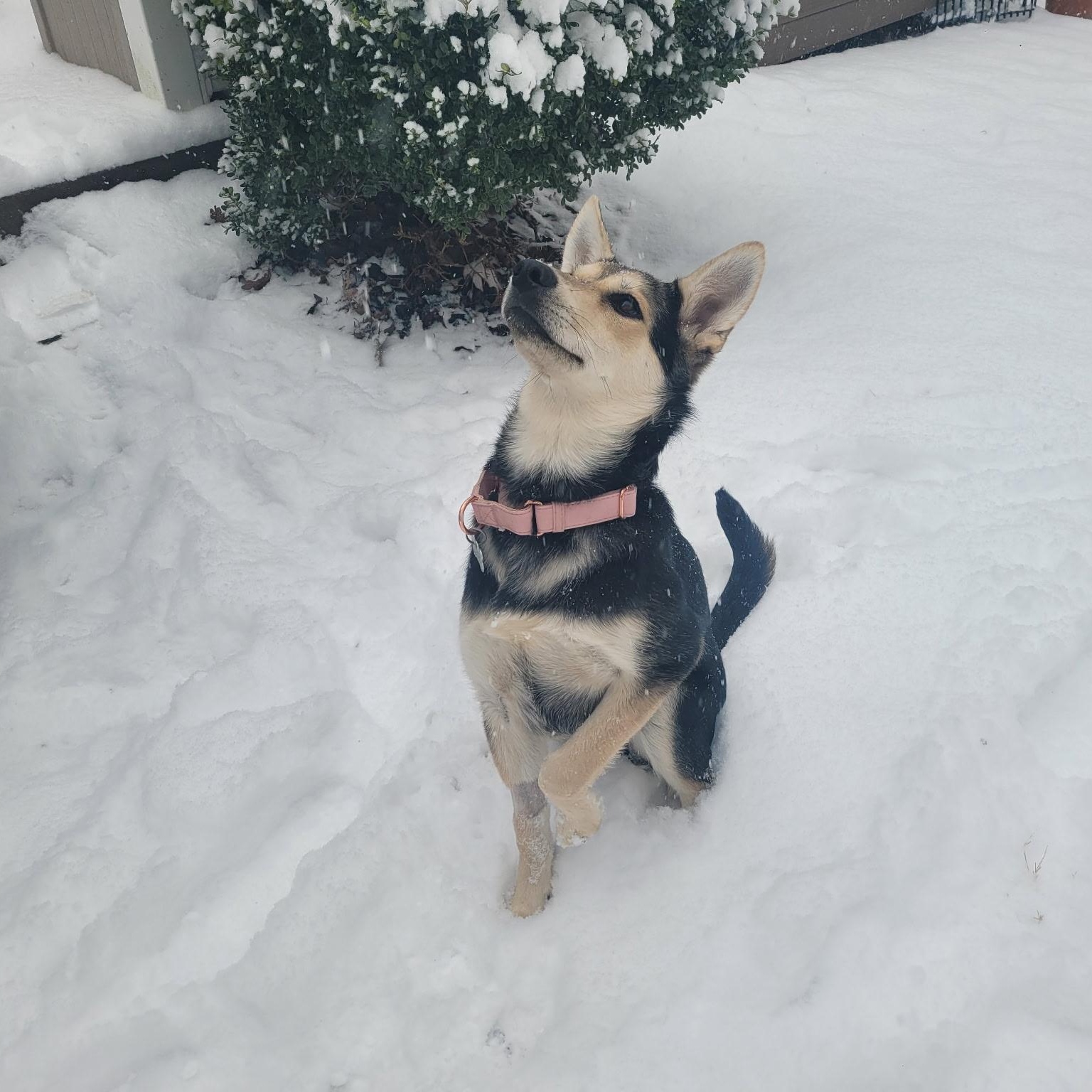 Clover, a ADOPTABLE mixed breed in Charlotte, NC image 2/5