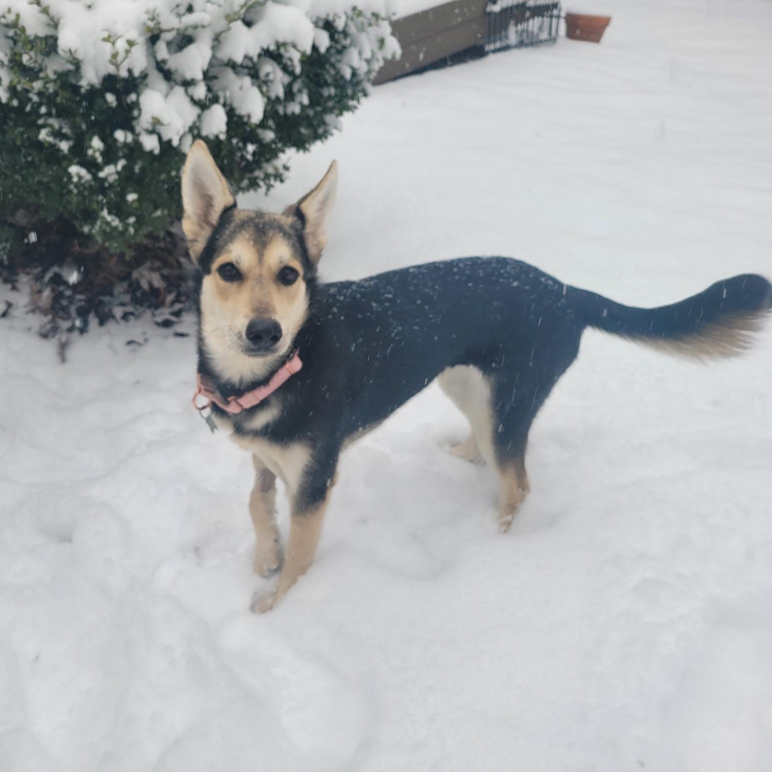 Clover, a ADOPTABLE mixed breed in Charlotte, NC image 1/5