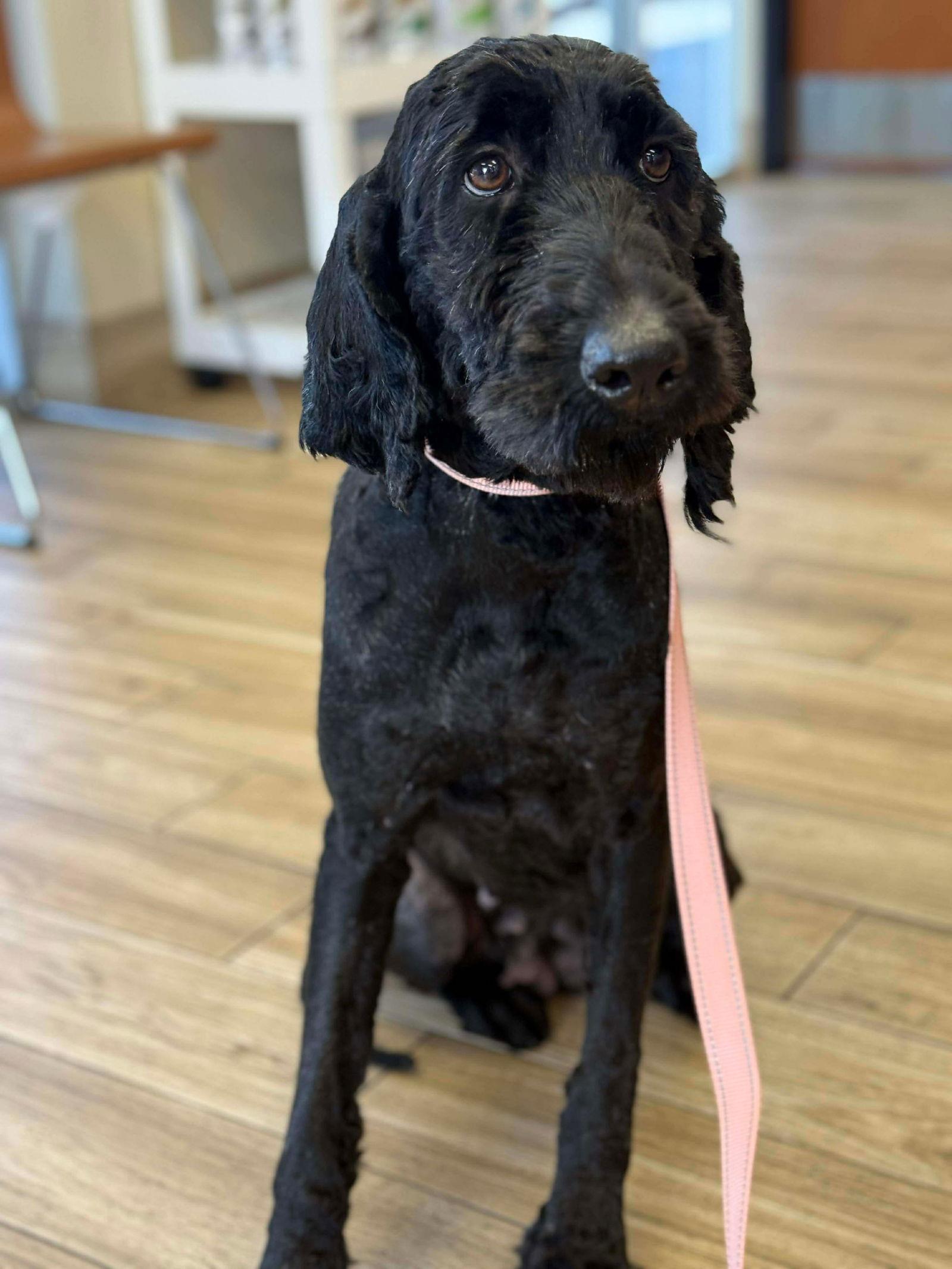 Mia, Adoptable, Young Female Standard Poodle & Labrador Retriever.