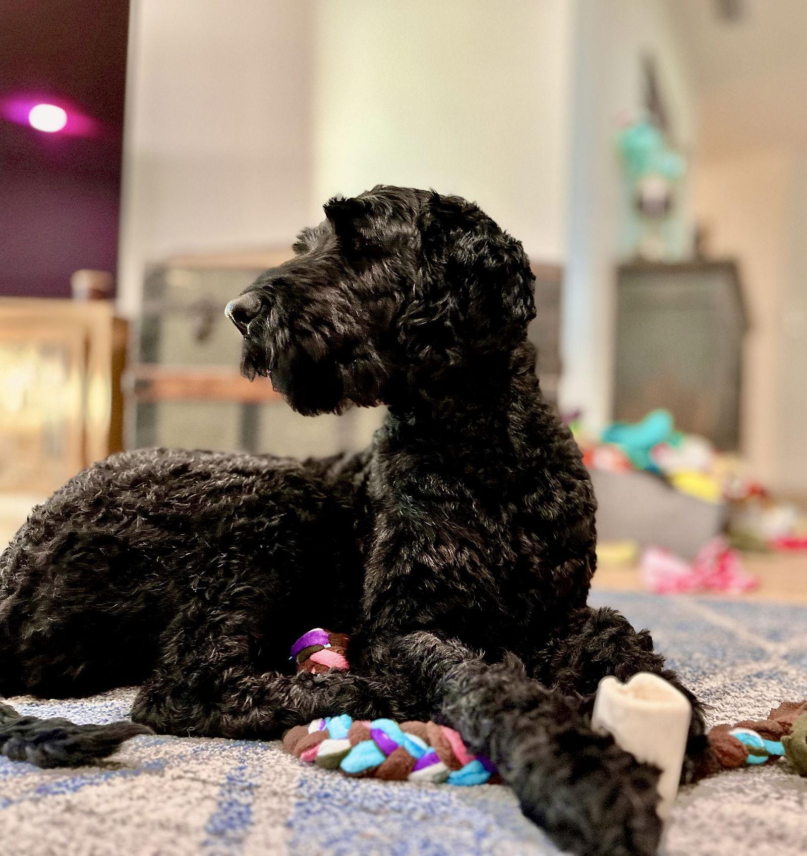 Mya LabD, Adoptable, Young Female Standard Poodle & Labrador Retriever.