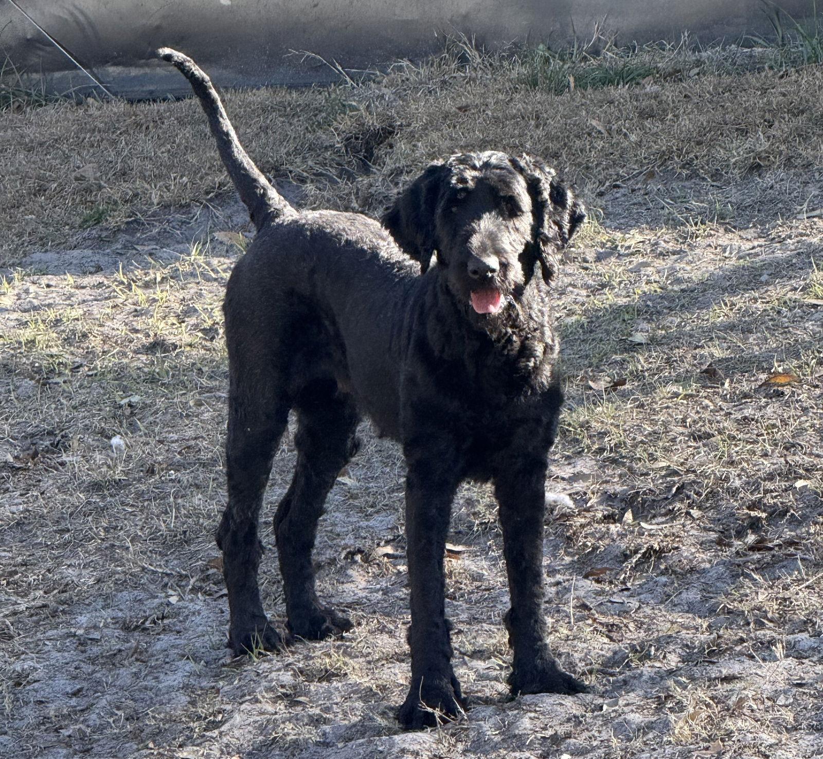 Enlarge Mya LabD, a Adoptable mixed breed in Valrico, FL image 1/3