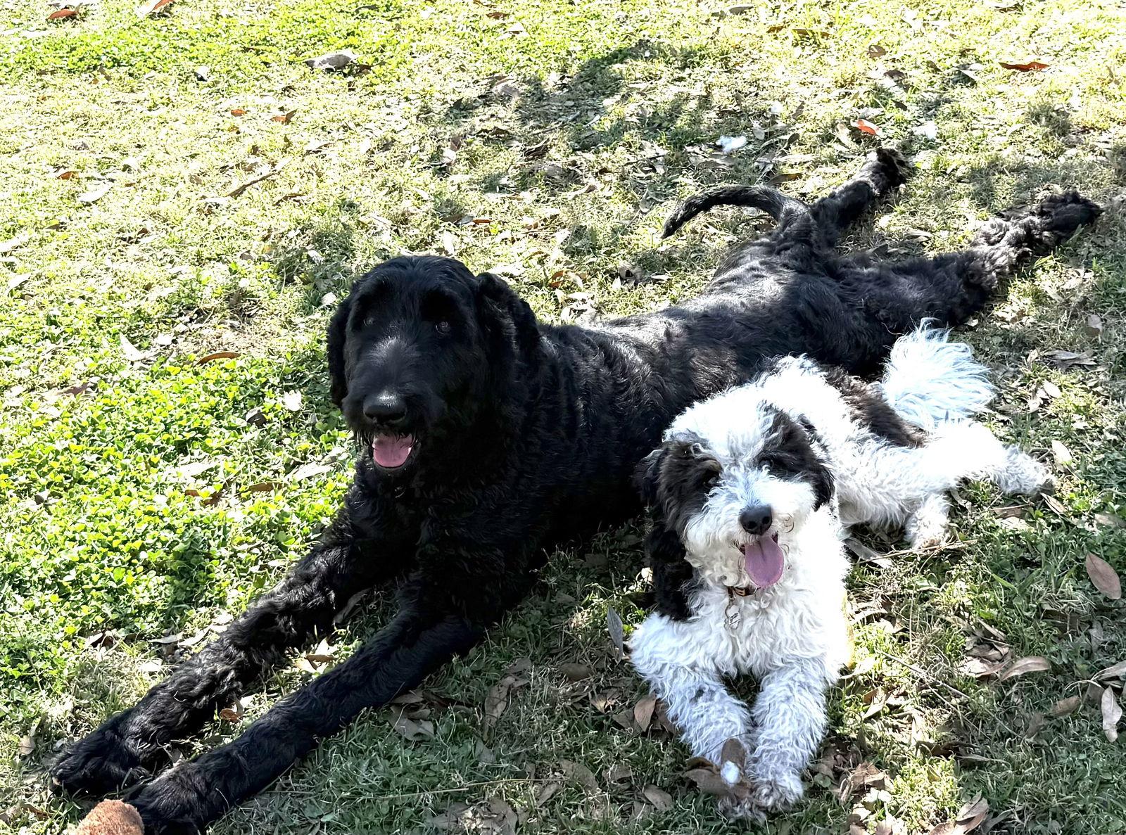 Enlarge Mya LabD, a Adoptable mixed breed in Valrico, FL image 2/3