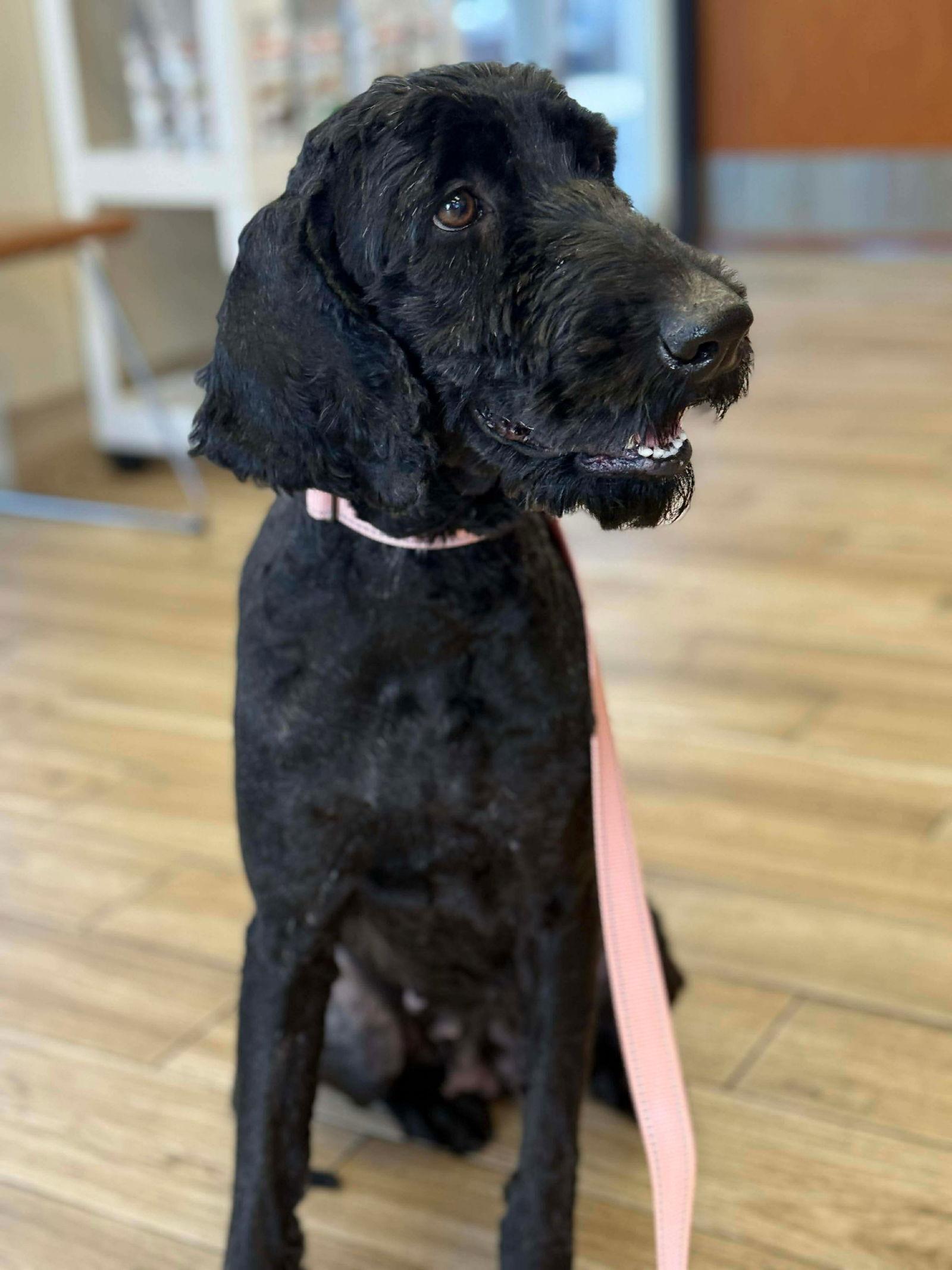Mya LabD, Adoptable, Young Female Standard Poodle & Labrador Retriever.