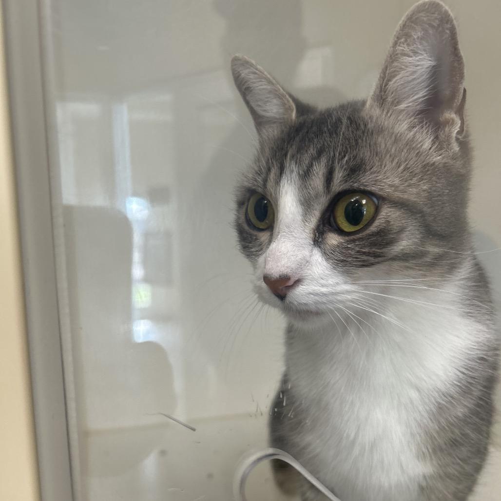 Kitty, Adoptable, Young Female Domestic Short Hair.