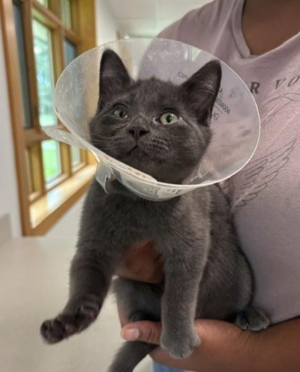 Schmidt, Adoptable, Kitten Male Domestic Short Hair & Domestic Short Hair.