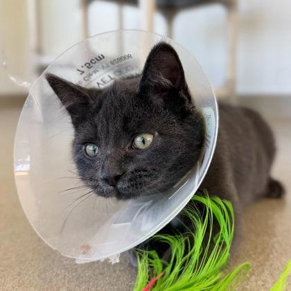 Enlarge Schmidt, a Adoptable mixed breed in Traverse City, MI image 2/3
