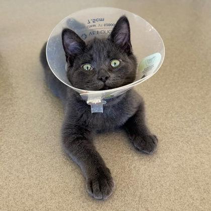 Enlarge Schmidt, a Adoptable mixed breed in Traverse City, MI image 3/3