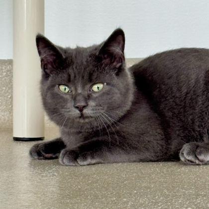 Enlarge Schmidt, a Adoptable mixed breed in Traverse City, MI image 2/3