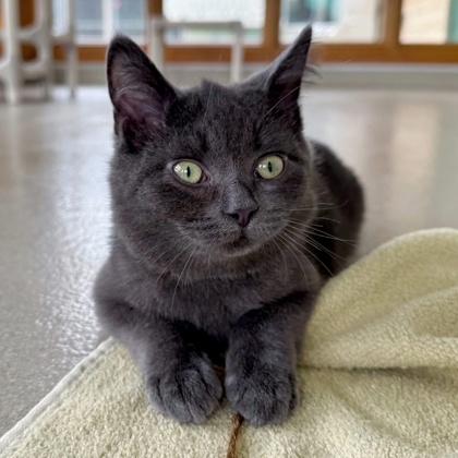 Enlarge Schmidt, a Adoptable mixed breed in Traverse City, MI image 3/3