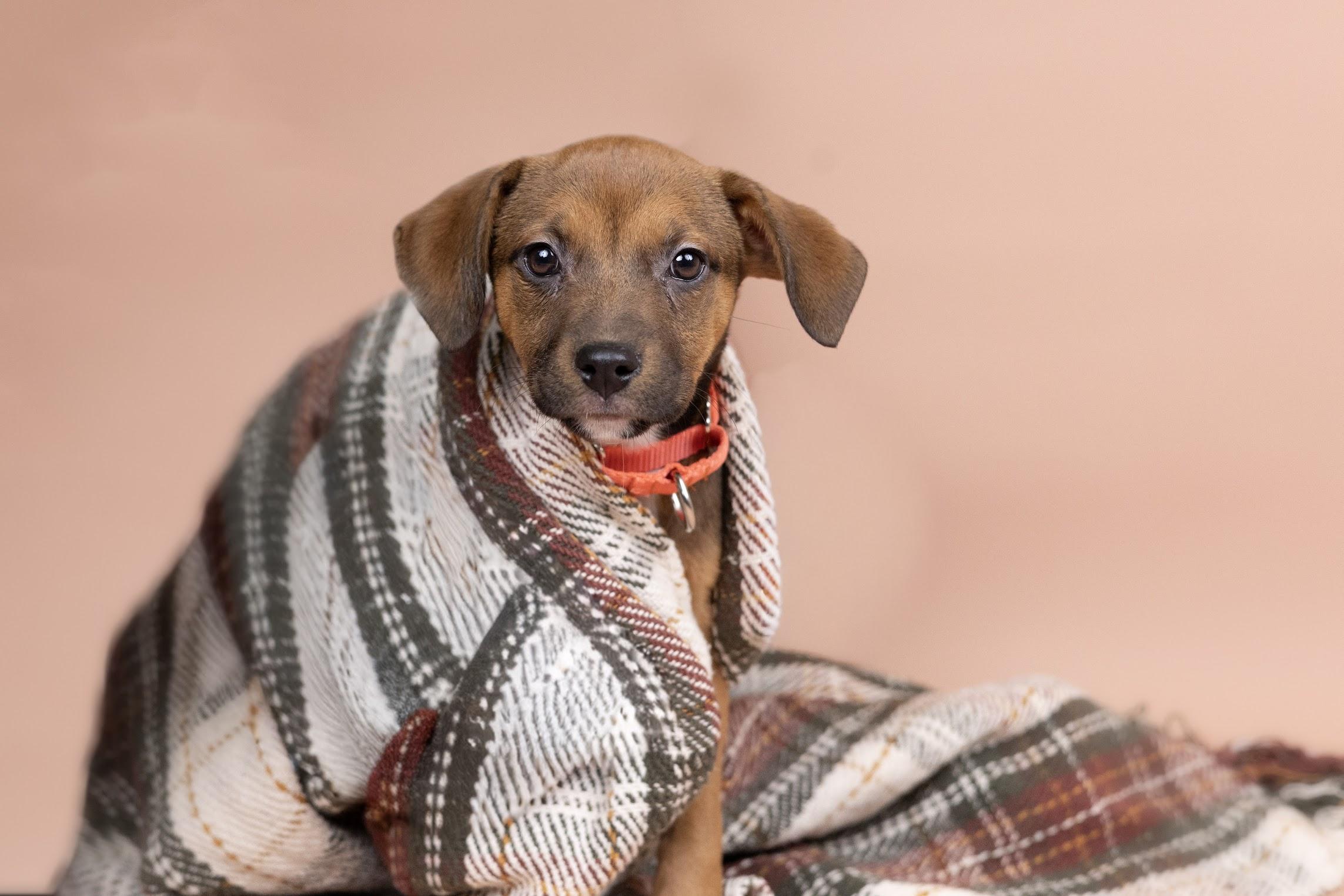Violet, Adoptable, Puppy Female Terrier & Australian Cattle Dog / Blue Heeler.